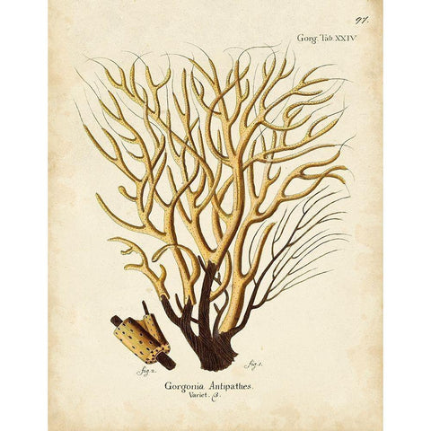 Esper Sea Fans IV Gold Ornate Wood Framed Art Print with Double Matting by Esper, Johann