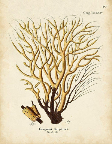 Esper Sea Fans IV Black Ornate Wood Framed Art Print with Double Matting by Esper, Johann