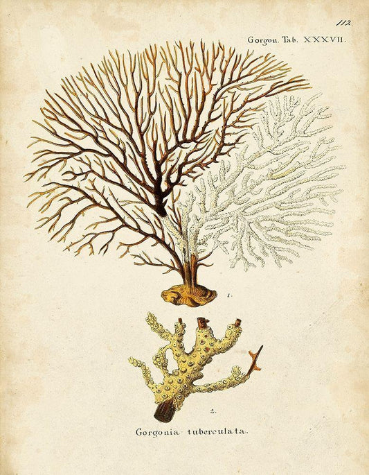 Image Only