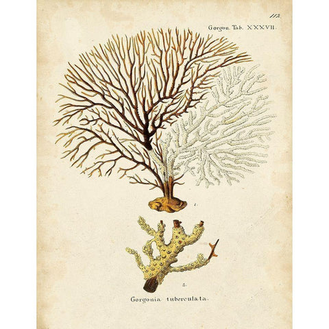 Esper Sea Fans V Black Modern Wood Framed Art Print by Esper, Johann