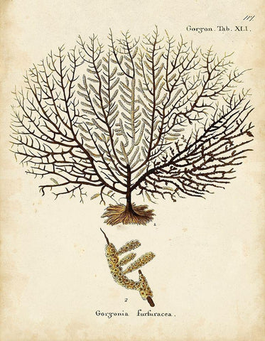 Esper Sea Fans VI White Modern Wood Framed Art Print with Double Matting by Esper, Johann