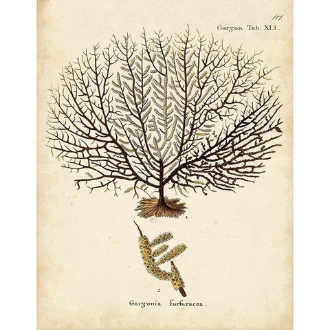 Esper Sea Fans VI White Modern Wood Framed Art Print by Esper, Johann