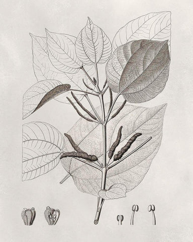 Vintage Leaves III Black Ornate Wood Framed Art Print with Double Matting by Vision Studio