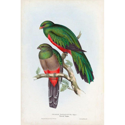 Gould Tropical Birds I Gold Ornate Wood Framed Art Print with Double Matting by Gould, John