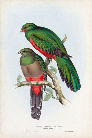 Gould Tropical Birds I White Modern Wood Framed Art Print with Double Matting by Gould, John