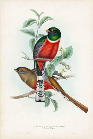 Gould Tropical Birds II Black Ornate Wood Framed Art Print with Double Matting by Gould, John