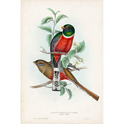 Gould Tropical Birds II Black Modern Wood Framed Art Print by Gould, John