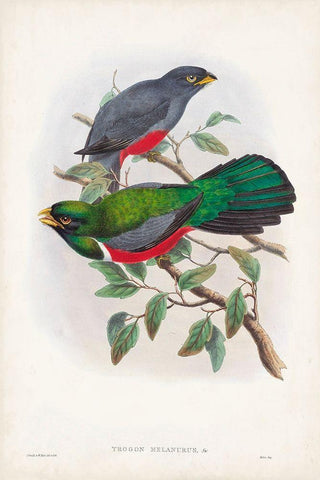 Gould Tropical Birds III Black Ornate Wood Framed Art Print with Double Matting by Gould, John