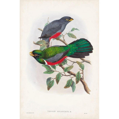 Gould Tropical Birds III Black Modern Wood Framed Art Print with Double Matting by Gould, John