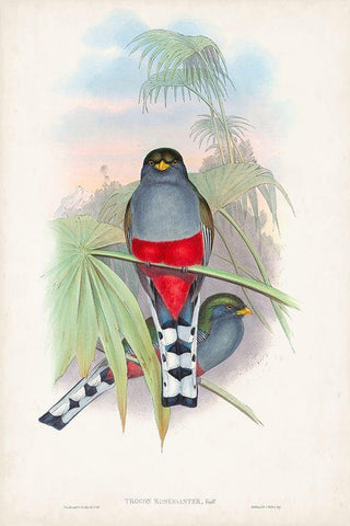 Gould Tropical Birds IV White Modern Wood Framed Art Print with Double Matting by Gould, John