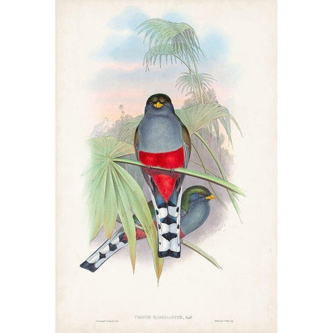 Gould Tropical Birds IV Black Modern Wood Framed Art Print by Gould, John