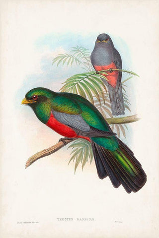 Gould Tropical Birds V Black Ornate Wood Framed Art Print with Double Matting by Gould, John