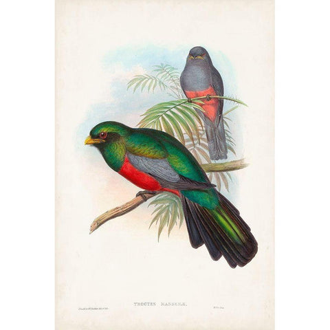 Gould Tropical Birds V Black Modern Wood Framed Art Print by Gould, John