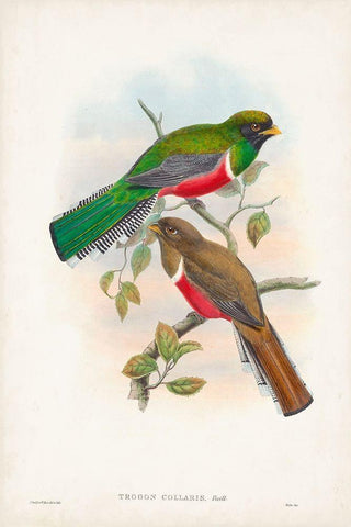 Gould Tropical Birds VI Black Ornate Wood Framed Art Print with Double Matting by Gould, John