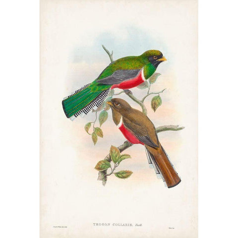 Gould Tropical Birds VI Black Modern Wood Framed Art Print with Double Matting by Gould, John