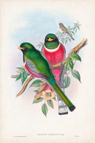 Gould Tropical Birds VII Black Ornate Wood Framed Art Print with Double Matting by Gould, John