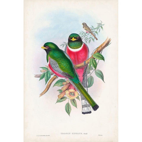 Gould Tropical Birds VII Black Modern Wood Framed Art Print by Gould, John