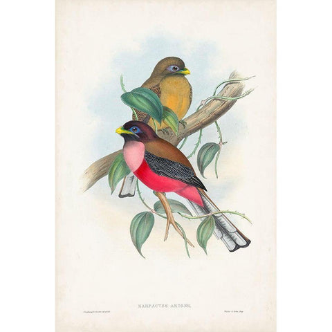 Gould Tropical Birds VIII White Modern Wood Framed Art Print by Gould, John