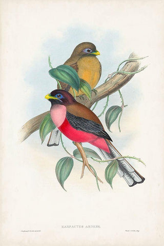 Gould Tropical Birds VIII Black Ornate Wood Framed Art Print with Double Matting by Gould, John