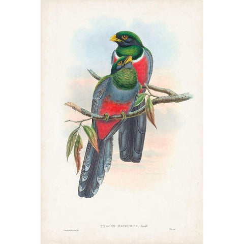 Gould Tropical Birds IX White Modern Wood Framed Art Print by Gould, John