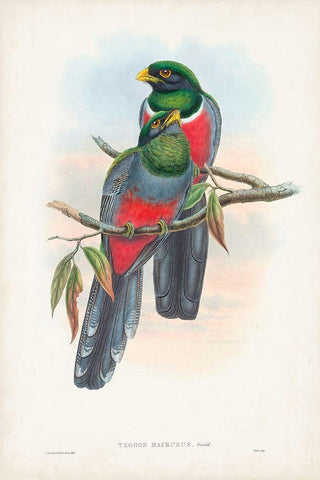 Gould Tropical Birds IX White Modern Wood Framed Art Print with Double Matting by Gould, John