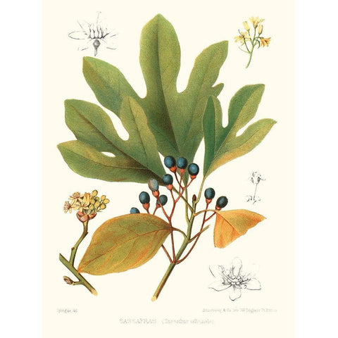 Non-embellished Antique Sassafras Black Modern Wood Framed Art Print with Double Matting by Sprague