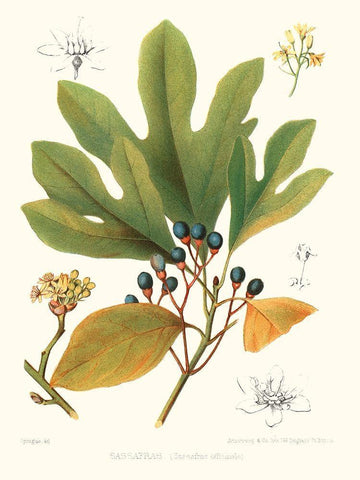Non-embellished Antique Sassafras Black Ornate Wood Framed Art Print with Double Matting by Sprague