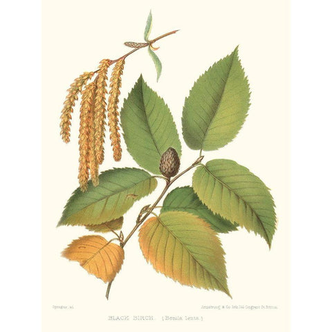 Non-embellished Black Birch Black Modern Wood Framed Art Print by Sprague