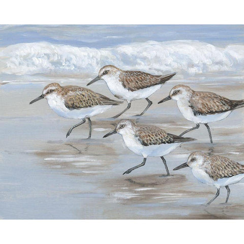 Sandpipers I Black Modern Wood Framed Art Print with Double Matting by OToole, Tim