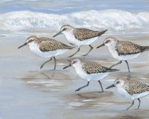 Sandpipers I Black Ornate Wood Framed Art Print with Double Matting by OToole, Tim