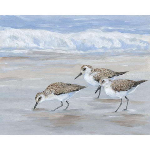 Sandpipers II White Modern Wood Framed Art Print by OToole, Tim