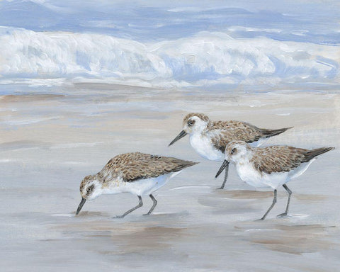 Sandpipers II White Modern Wood Framed Art Print with Double Matting by OToole, Tim