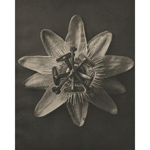 Blossfeldt Flower I Black Modern Wood Framed Art Print with Double Matting by Blossfeldt, Karl