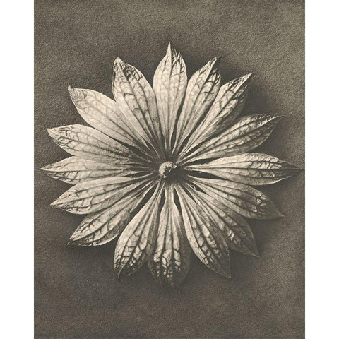 Blossfeldt Flower II Gold Ornate Wood Framed Art Print with Double Matting by Blossfeldt, Karl