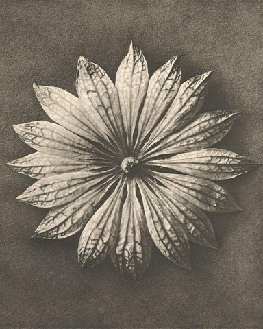 Blossfeldt Flower II Black Ornate Wood Framed Art Print with Double Matting by Blossfeldt, Karl