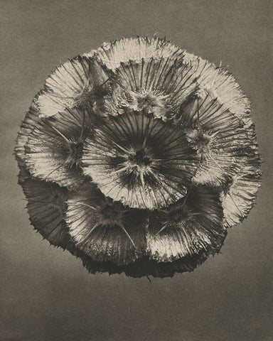 Blossfeldt Flower III Black Ornate Wood Framed Art Print with Double Matting by Blossfeldt, Karl