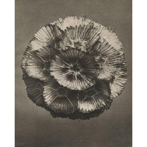 Blossfeldt Flower III White Modern Wood Framed Art Print by Blossfeldt, Karl