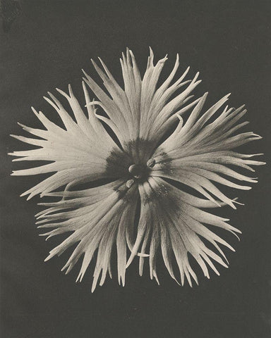 Blossfeldt Flower IV Black Ornate Wood Framed Art Print with Double Matting by Blossfeldt, Karl