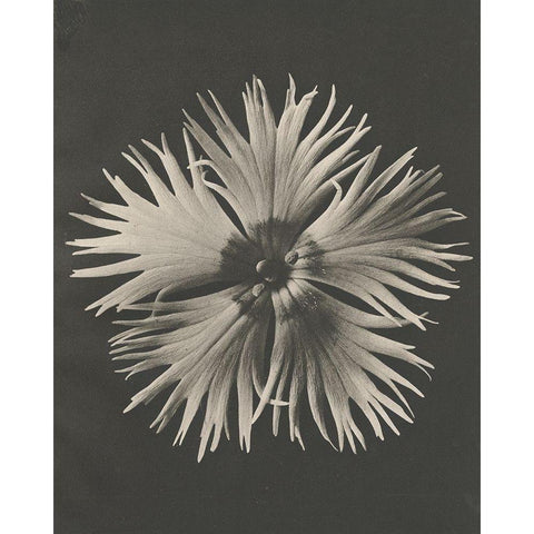 Blossfeldt Flower IV Black Modern Wood Framed Art Print with Double Matting by Blossfeldt, Karl