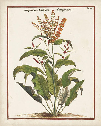 Munting Botanicals I White Modern Wood Framed Art Print with Double Matting by Munting, Abraham