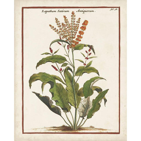 Munting Botanicals I White Modern Wood Framed Art Print by Munting, Abraham