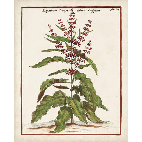 Munting Botanicals II White Modern Wood Framed Art Print by Munting, Abraham