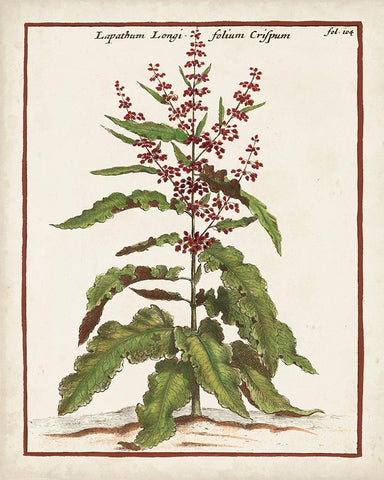Munting Botanicals II Black Ornate Wood Framed Art Print with Double Matting by Munting, Abraham