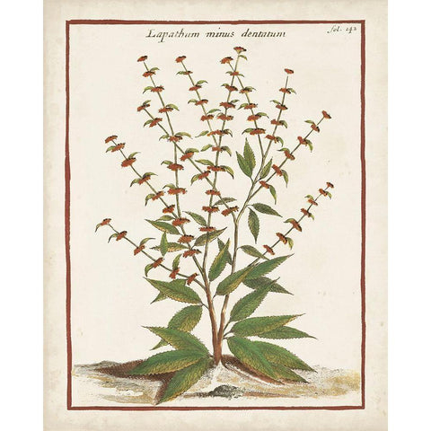 Munting Botanicals III Black Modern Wood Framed Art Print with Double Matting by Munting, Abraham