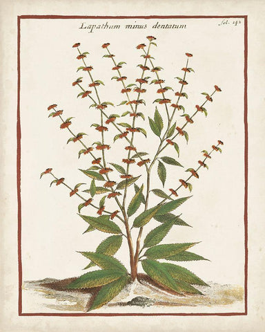 Munting Botanicals III White Modern Wood Framed Art Print with Double Matting by Munting, Abraham
