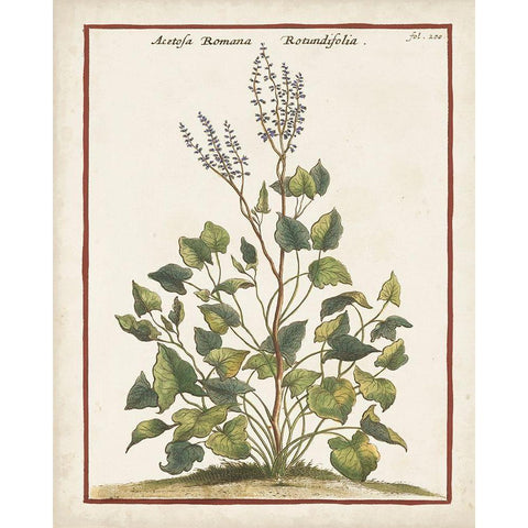 Munting Botanicals V White Modern Wood Framed Art Print by Munting, Abraham