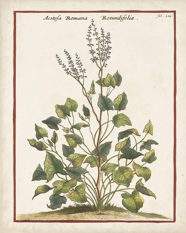 Munting Botanicals V Black Ornate Wood Framed Art Print with Double Matting by Munting, Abraham