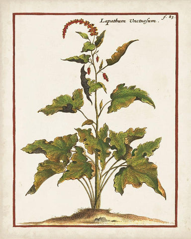Munting Botanicals VI Black Ornate Wood Framed Art Print with Double Matting by Munting, Abraham