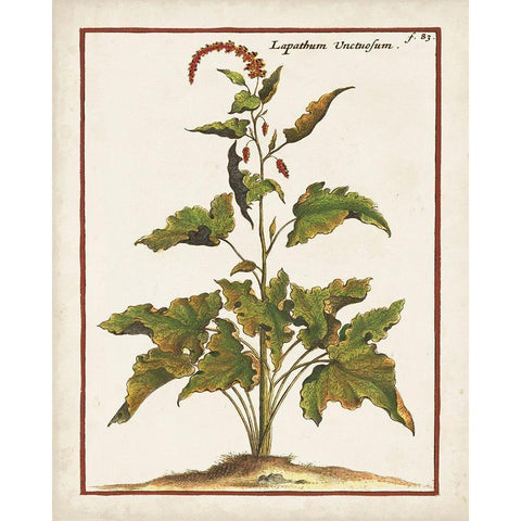 Munting Botanicals VI Black Modern Wood Framed Art Print by Munting, Abraham
