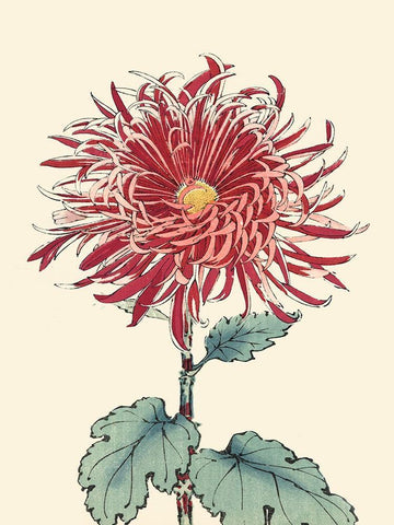 Chrysanthemum Woodblock I Black Ornate Wood Framed Art Print with Double Matting by Unknown